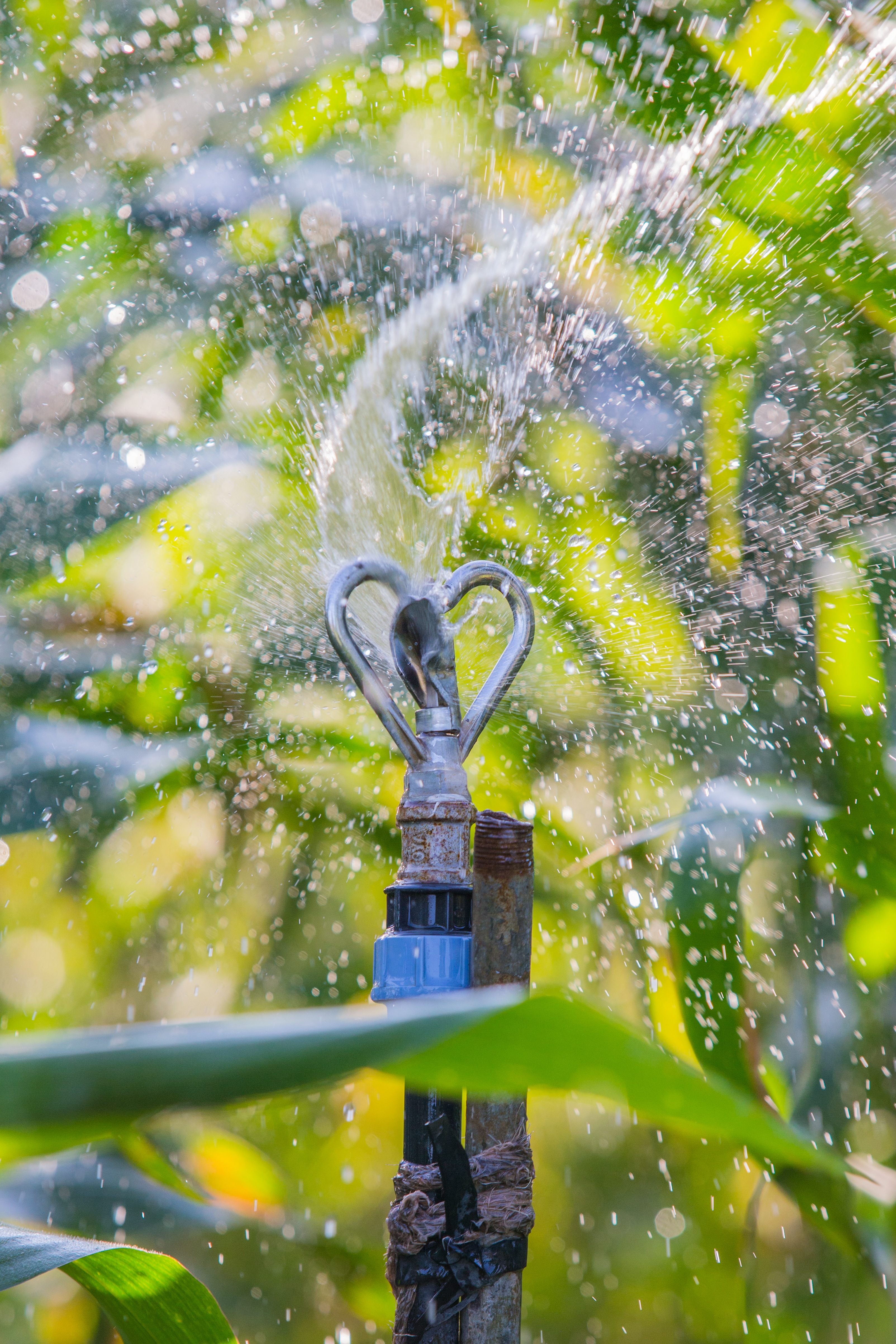 Irrigation system spraying water
