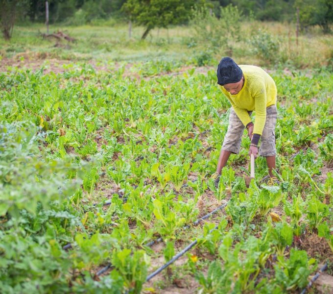 Lady farmer in Africa in field of crops watering plants