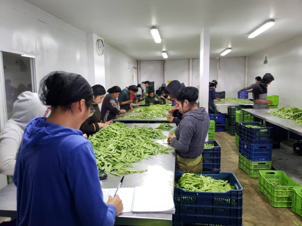 Workers sorting at InspiraFarms building