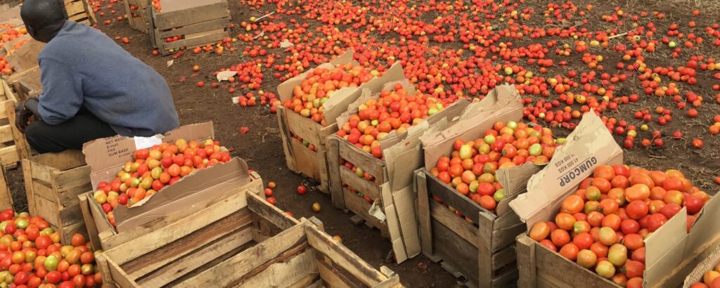 man by crates of tomatoes