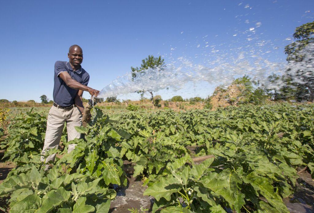 Man watering his crops