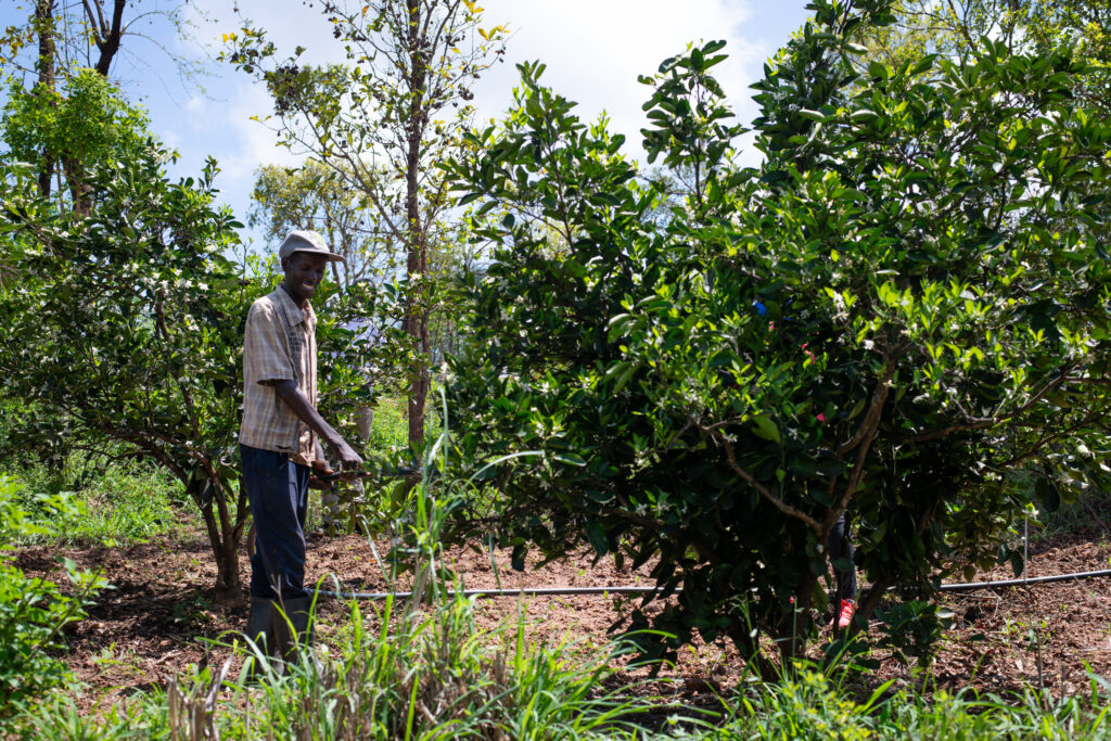 Smallholder farmer watering crop in Kenya